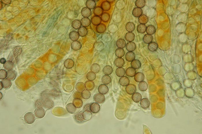 macrostoma