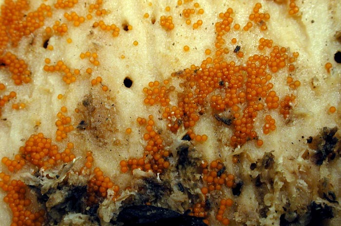 macrostoma