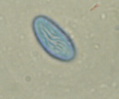 macrostoma