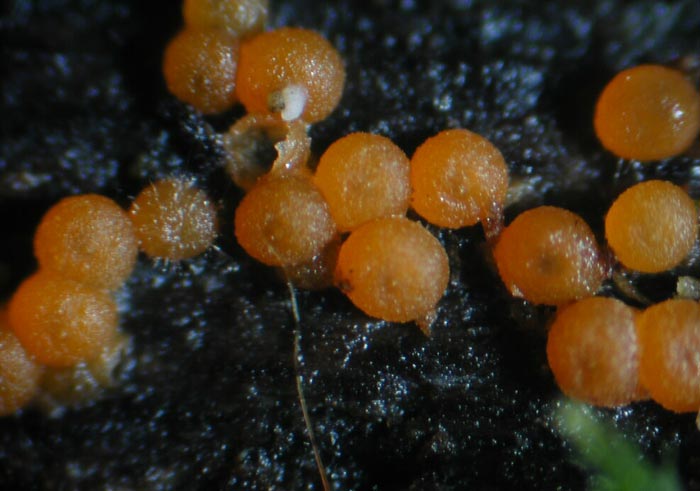 macrostoma
