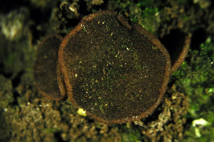 macrostoma