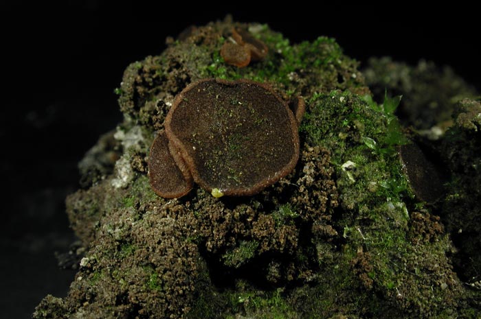 macrostoma