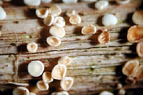 macrostoma