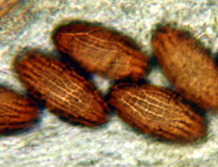 macrostoma