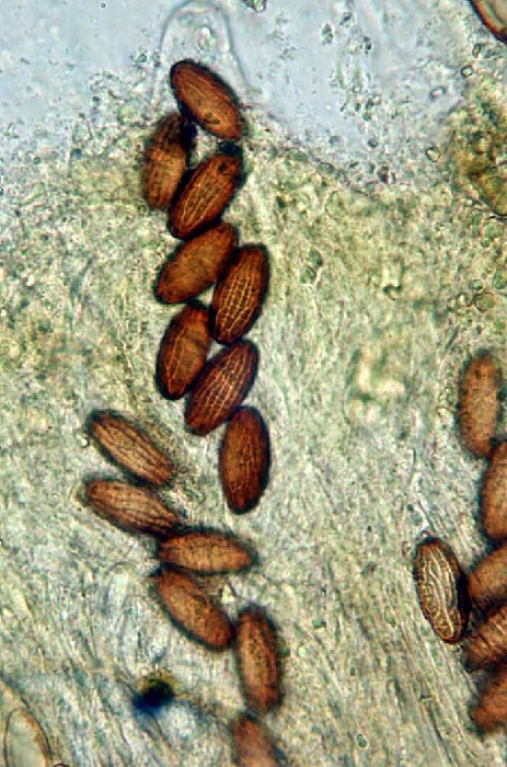 macrostoma