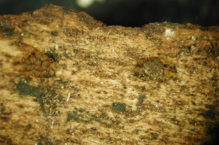 macrostoma