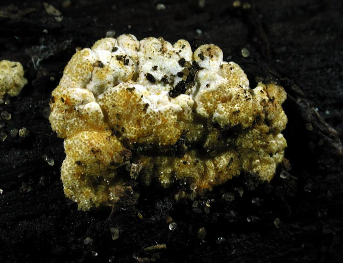 macrostoma