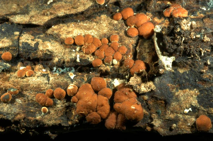 macrostoma