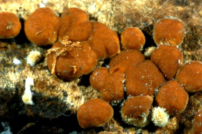 macrostoma