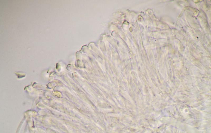 macrostoma