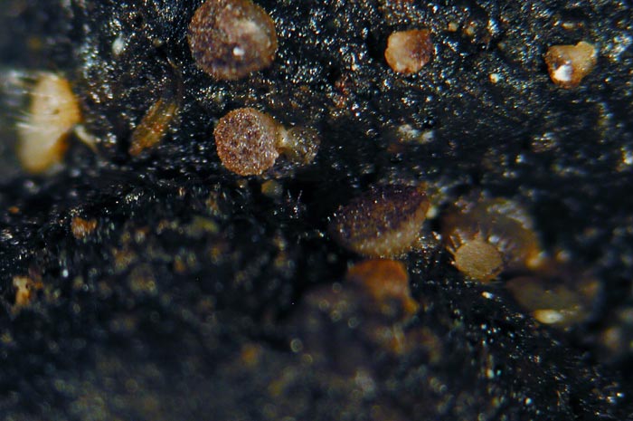 macrostoma