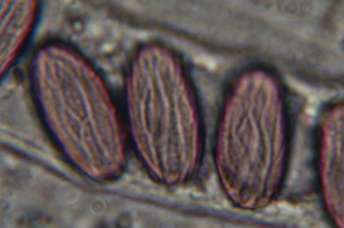 macrostoma