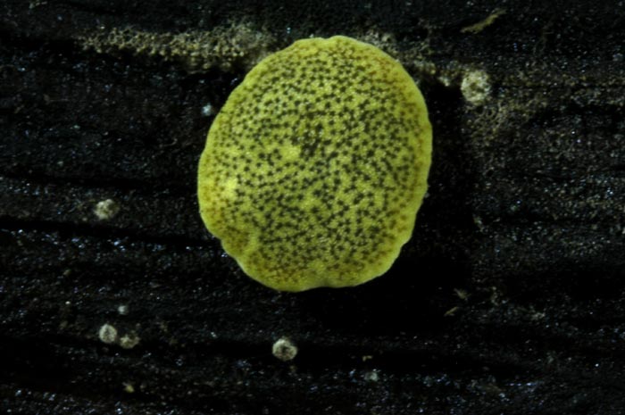 macrostoma