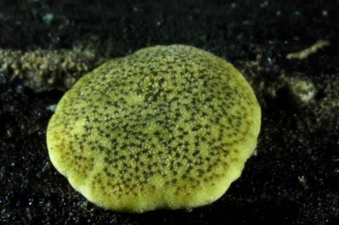 macrostoma