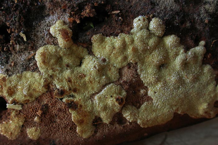 macrostoma
