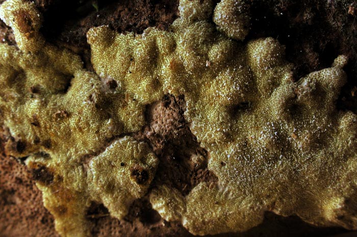 macrostoma