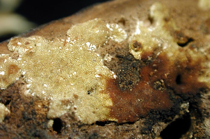 macrostoma