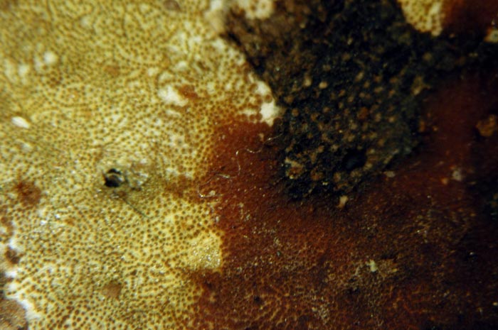 macrostoma