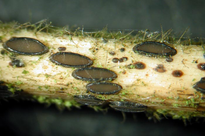 macrostoma