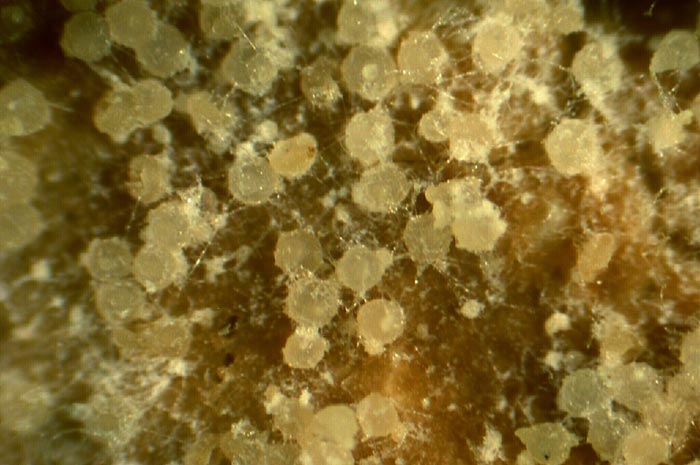 macrostoma