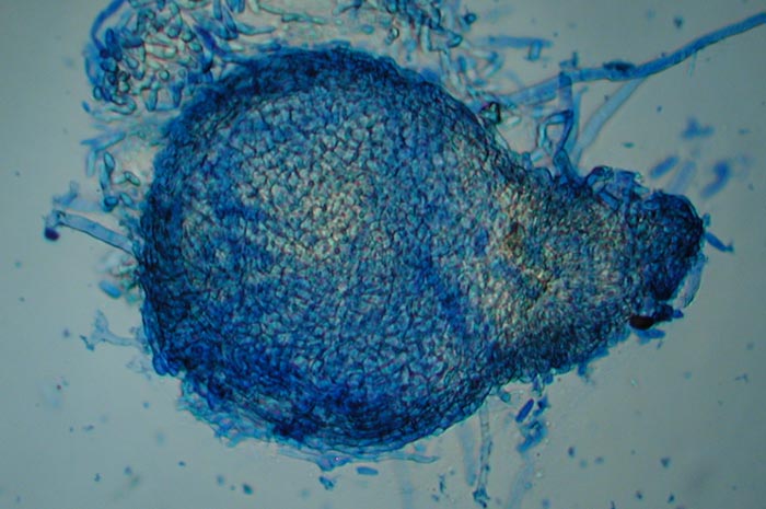 macrostoma