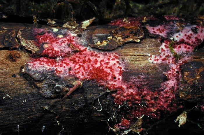 macrostoma