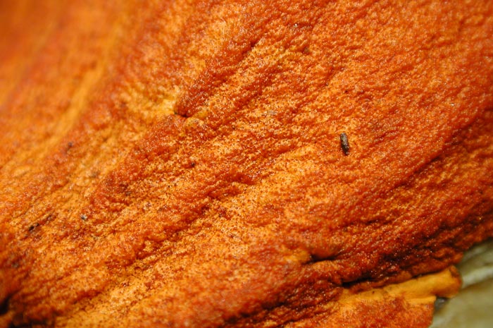 macrostoma