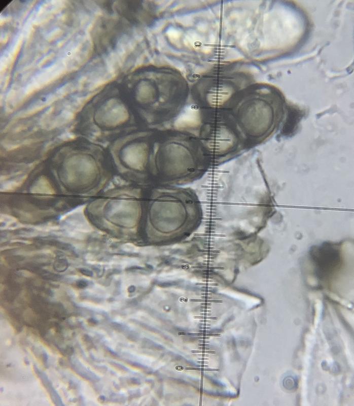 macrostoma