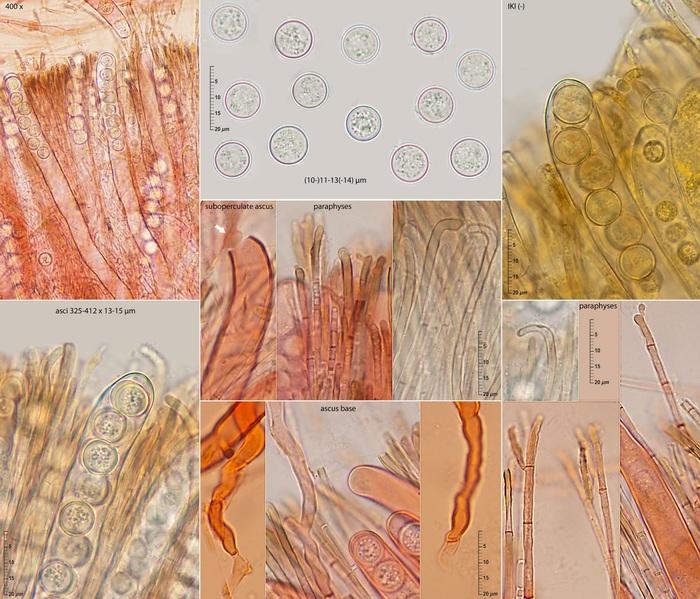 macrostoma