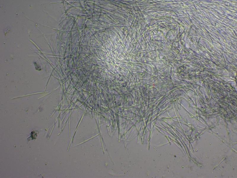 macrostoma