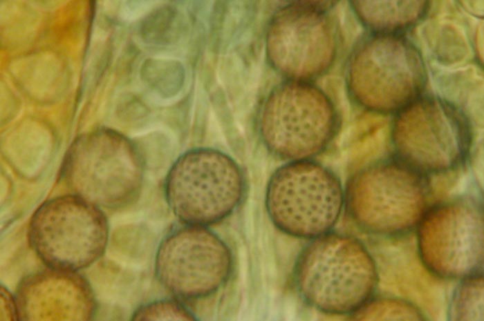 macrostoma