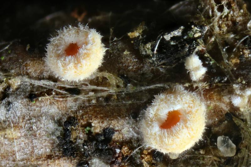 macrostoma
