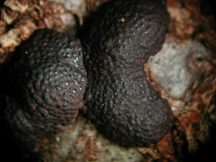 macrostoma