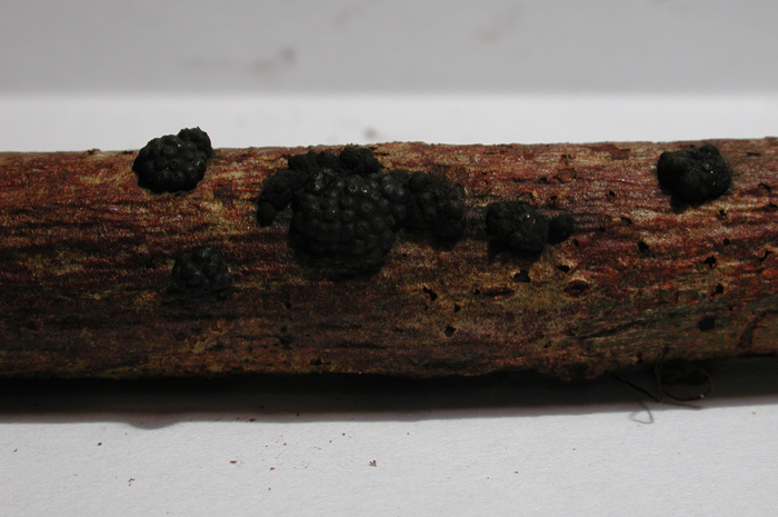 macrostoma