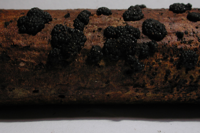 macrostoma