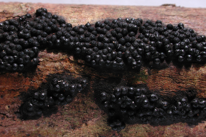 macrostoma