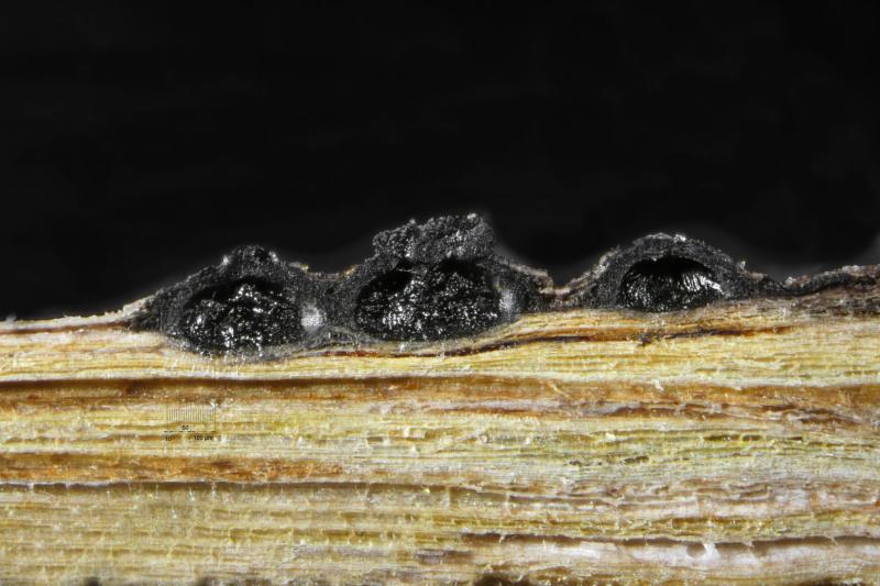 macrostoma