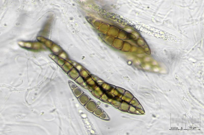 macrostoma