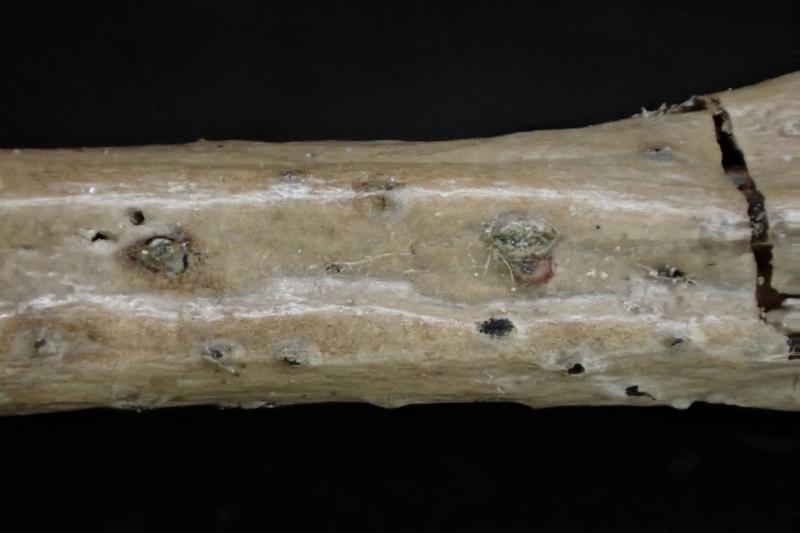 macrostoma