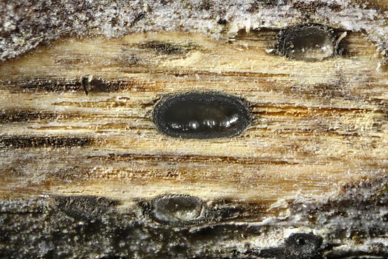 macrostoma