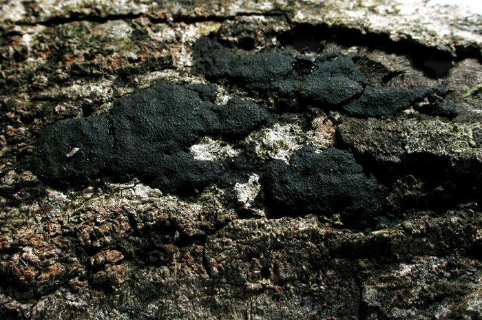 macrostoma