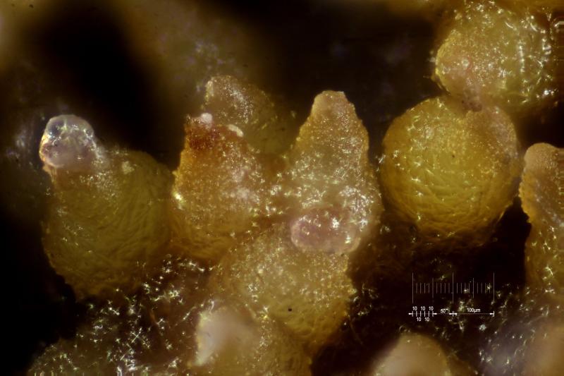 macrostoma