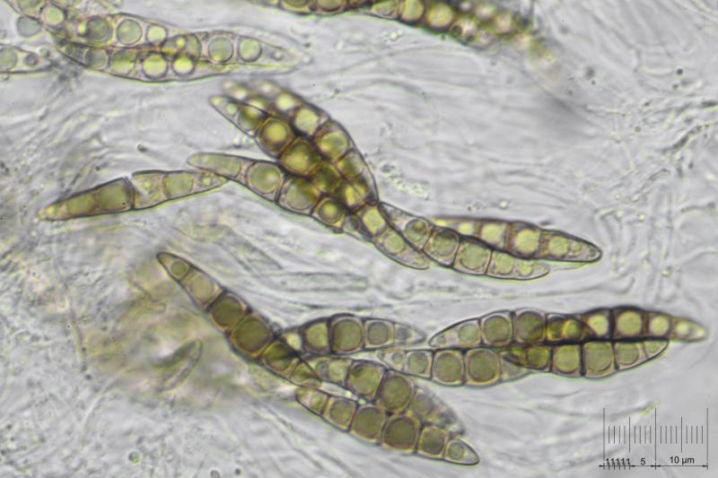 macrostoma