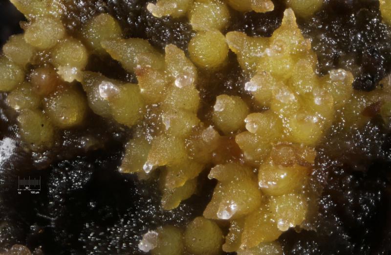 macrostoma