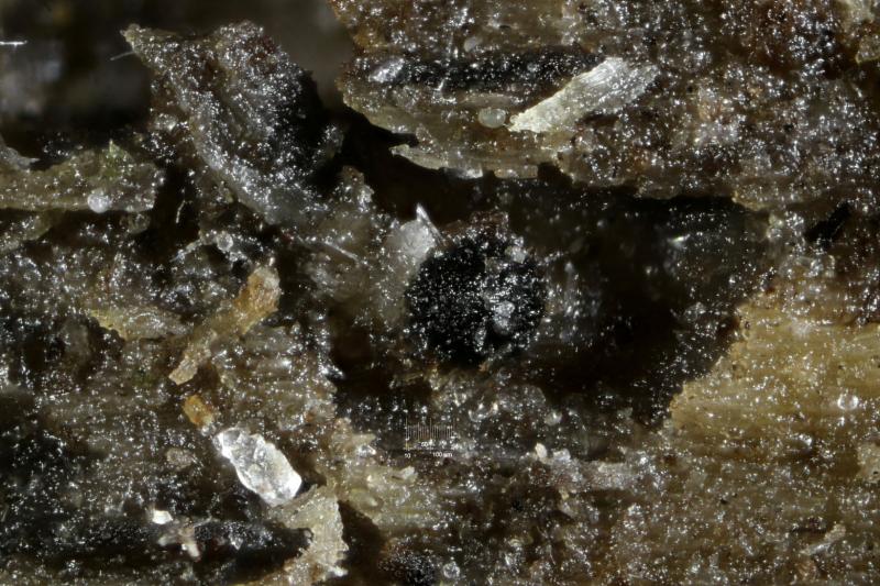 macrostoma