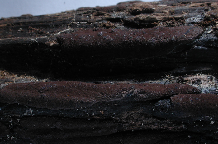 macrostoma