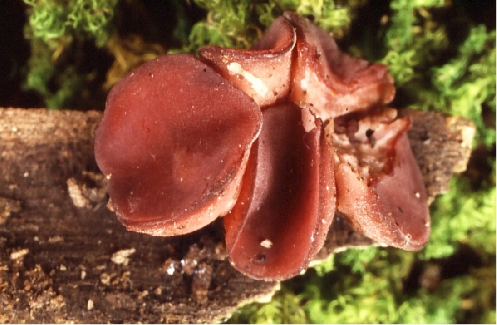 macrostoma