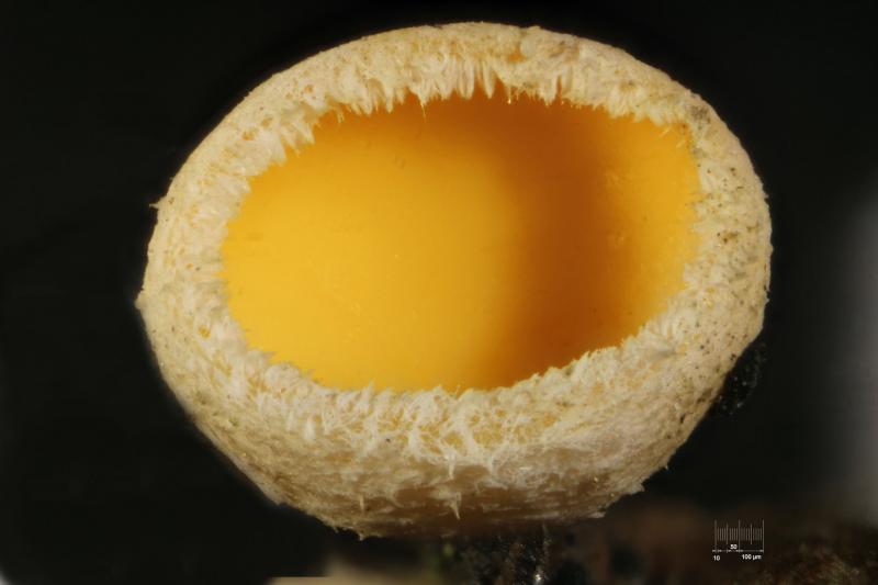 macrostoma