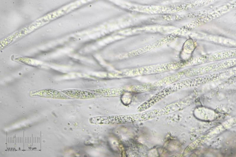 macrostoma