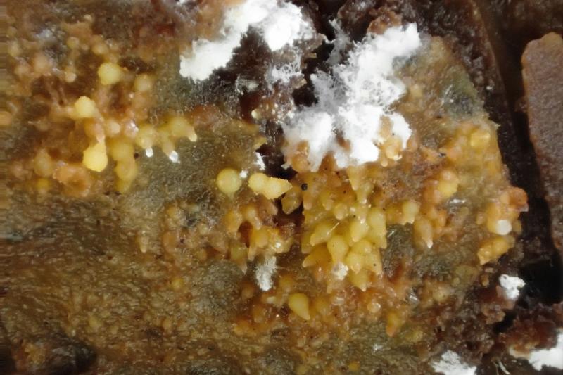 macrostoma